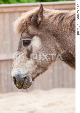 Horse potrait in outdoor enclosure Horse potrait in outdoor enclosure 50629742