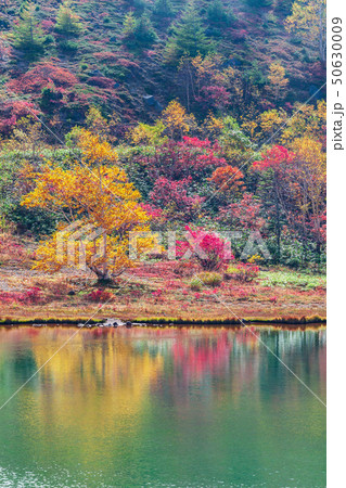 紅葉の志賀高原 紅葉の志賀高原 50630009
