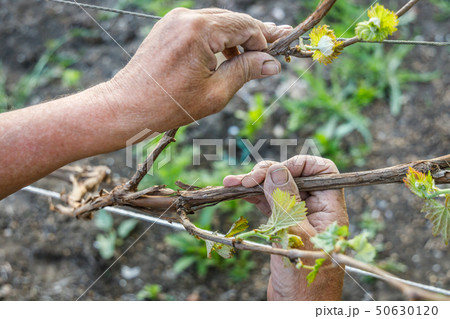 Wrinkled hands of farmer hand hold a grape branch Wrinkled hands of farmer hand hold a grape branch 50630120