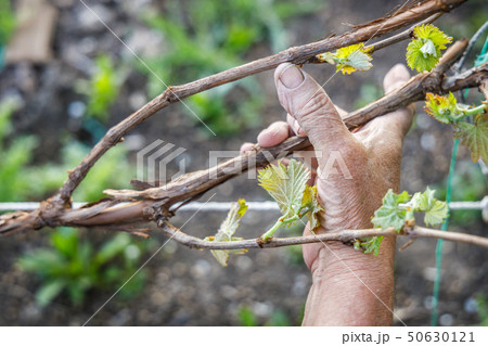 Male wrinkled hand holding a grape branch Male wrinkled hand holding a grape branch 50630121