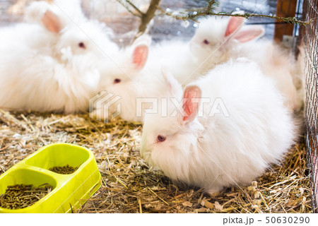 Four funny fluffy white Angora rabbit in a cage. Four funny fluffy white Angora rabbit in a cage. 50630290