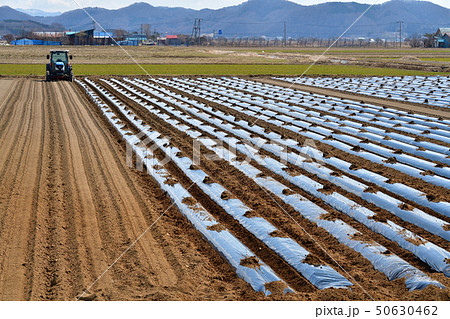 春の北海道江差町でジャガイモの植え付け作業の風景を撮影 50630462