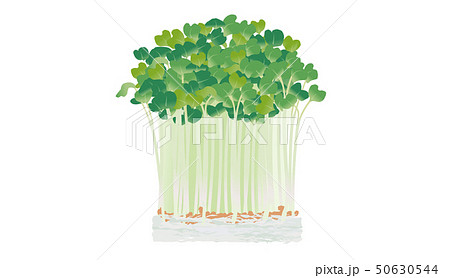 かいわれ大根 かいわれ大根 50630544