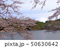 桜と鳥海山 50630642