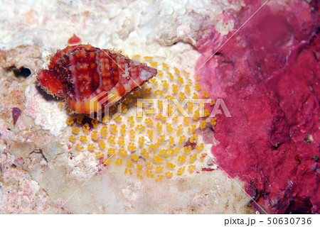 貝の産卵 50630736