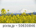 菜の花と鳥海山 50630846