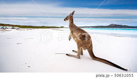 Kangaroo at Lucky Bay in the Cape Le Grand Nationa Kangaroo at Lucky Bay in the Cape Le Grand Nationa 50631055