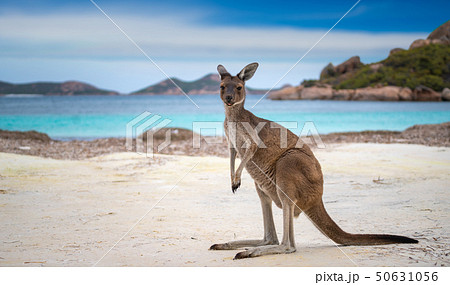Kangaroo at Lucky Bay in the Cape Le Grand Nationa 50631056