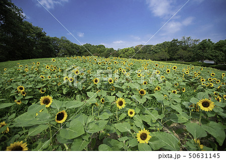 奈良県北葛城郡河合町佐味田県営馬見丘陵公園のヒマワリを撮影の写真素材