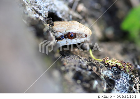 シマヘビ シマヘビ 50631151