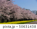 大潟村桜ロード 50631438