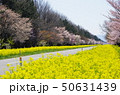 大潟村桜ロード 50631439