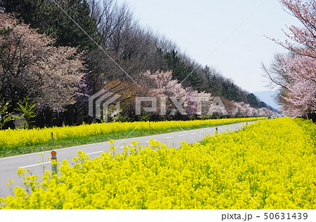 大潟村桜ロード 大潟村桜ロード 50631439
