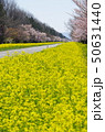 大潟村桜ロード 50631440