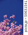 桜　紅豊　 50631541