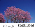 桜　紅豊　 50631546