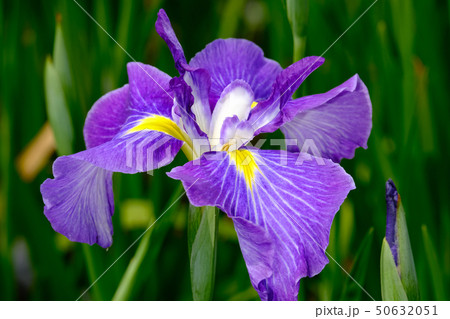 花菖蒲 花菖蒲 50632051