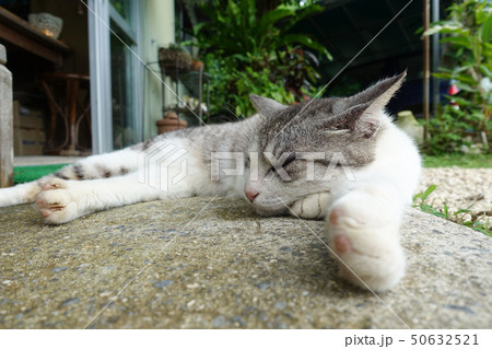 石垣島の猫 石垣島の猫 50632521