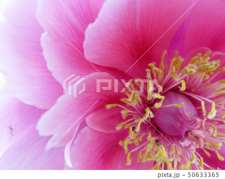 牡丹の花 牡丹の花 50633365