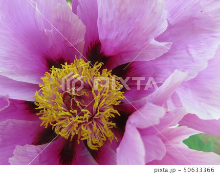 牡丹の花 牡丹の花 50633366