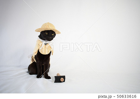 コスプレをしている黒猫の写真(農家) コスプレをしている黒猫の写真(農家) 50633616