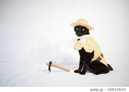 コスプレをしている黒猫の写真（農家）の写真素材 [50633620] - PIXTA