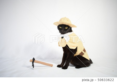 コスプレをしている黒猫の写真(農家) コスプレをしている黒猫の写真(農家) 50633622