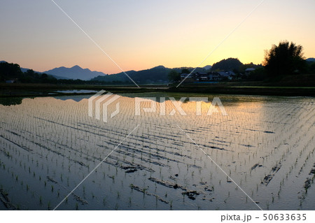 朝日をあびる額井岳と水田（奈良県宇陀市） 50633635