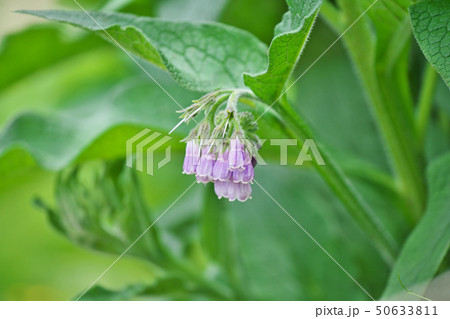薄紫色のコンフリーの花 薄紫色のコンフリーの花 50633811