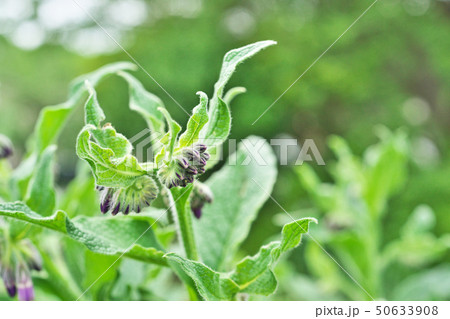 薄紫色のコンフリーの花 50633908