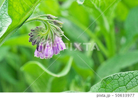 薄紫色のコンフリーの花 薄紫色のコンフリーの花 50633977