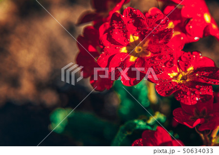 Primrose with red flowers. Inspirational natural floral spring or summer blooming garden or park Primrose with red flowers. Inspirational natural floral spring or summer blooming garden or park 50634033