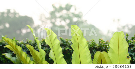Banner background with green leaves Banner background with green leaves 50634153
