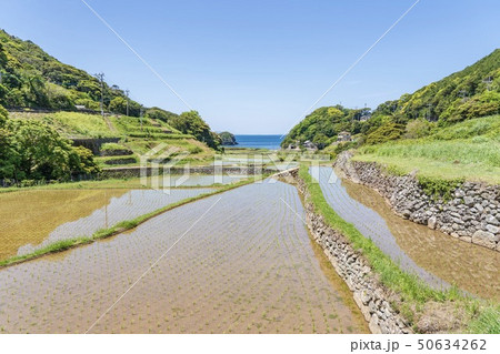 春日の棚田 (長崎県平戸市) 50634262