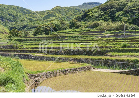 春日の棚田 (長崎県平戸市) 50634264