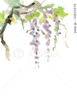 藤の花 50634570