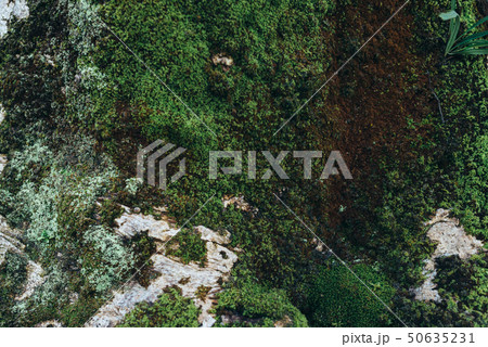 Green moss background. Natural tropical background nature forest. 50635231