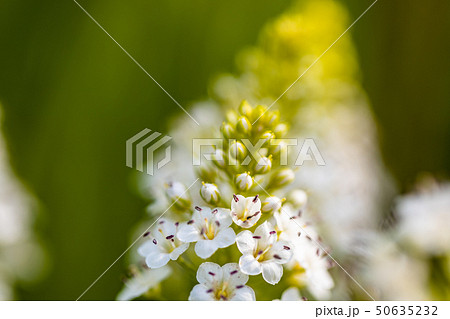 サワトラノオの花 50635232
