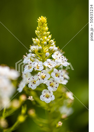 サワトラノオの花 50635234