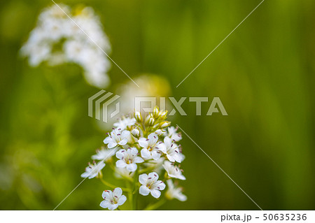 サワトラノオの花 サワトラノオの花 50635236