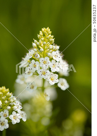 サワトラノオの花 50635237