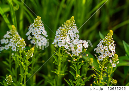 サワトラノオの花 50635246