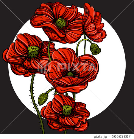 Hand drawn red poppies. Floral design element. Vector illustration for posters, banners, greeting Hand drawn red poppies. Floral design element. Vector illustration for posters, banners, greeting 50635807