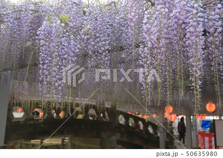 柳川市　中山大藤まつり 50635980