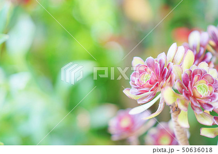 多肉植物 50636018