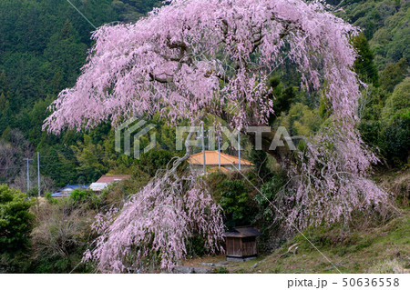 栃沢のしだれ桜 50636558