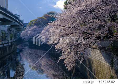 神田川の桜並木 50636562