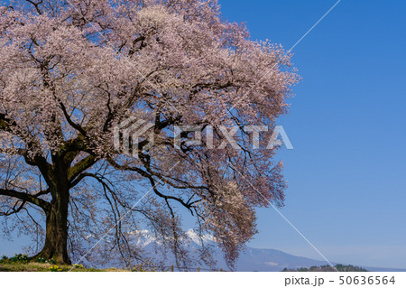 わに塚の桜 50636564