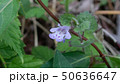 カキドオシ 50636647