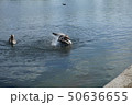 水浴び中の鳥 50636655